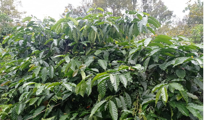 Pertanian Kopi Di Lombok