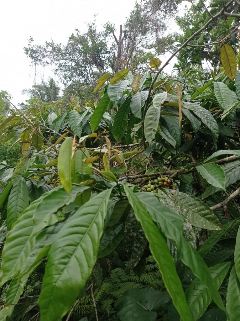 Kopi Arabika Sasak Lombok : Rasa Halus dengan Aroma Khas