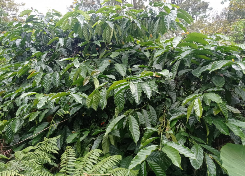 Cara Budidaya Kopi Sasak Lombok ala Petani Lokal