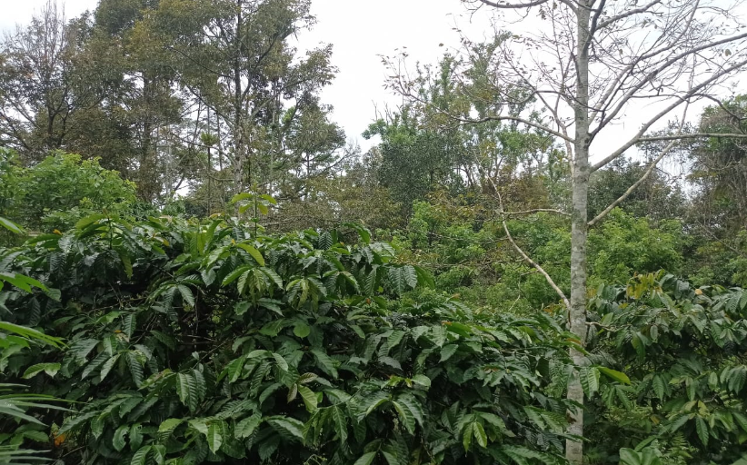 Cara Budidaya Kopi Sasak Lombok ala Petani Lokal